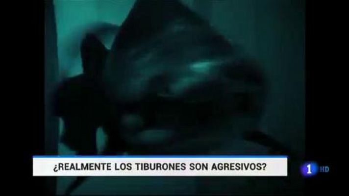 Telediario 1 - ¿Realmente son tan peligrosos los tiburones?