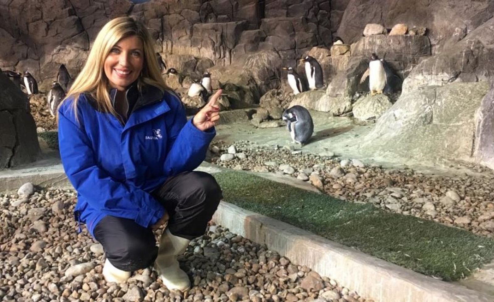 ¿Qué hay más adorable que las crías del pingüino?