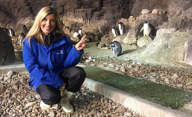 Aquí la Tierra - ¿Qué hay más adorable que las crías del pingüino?