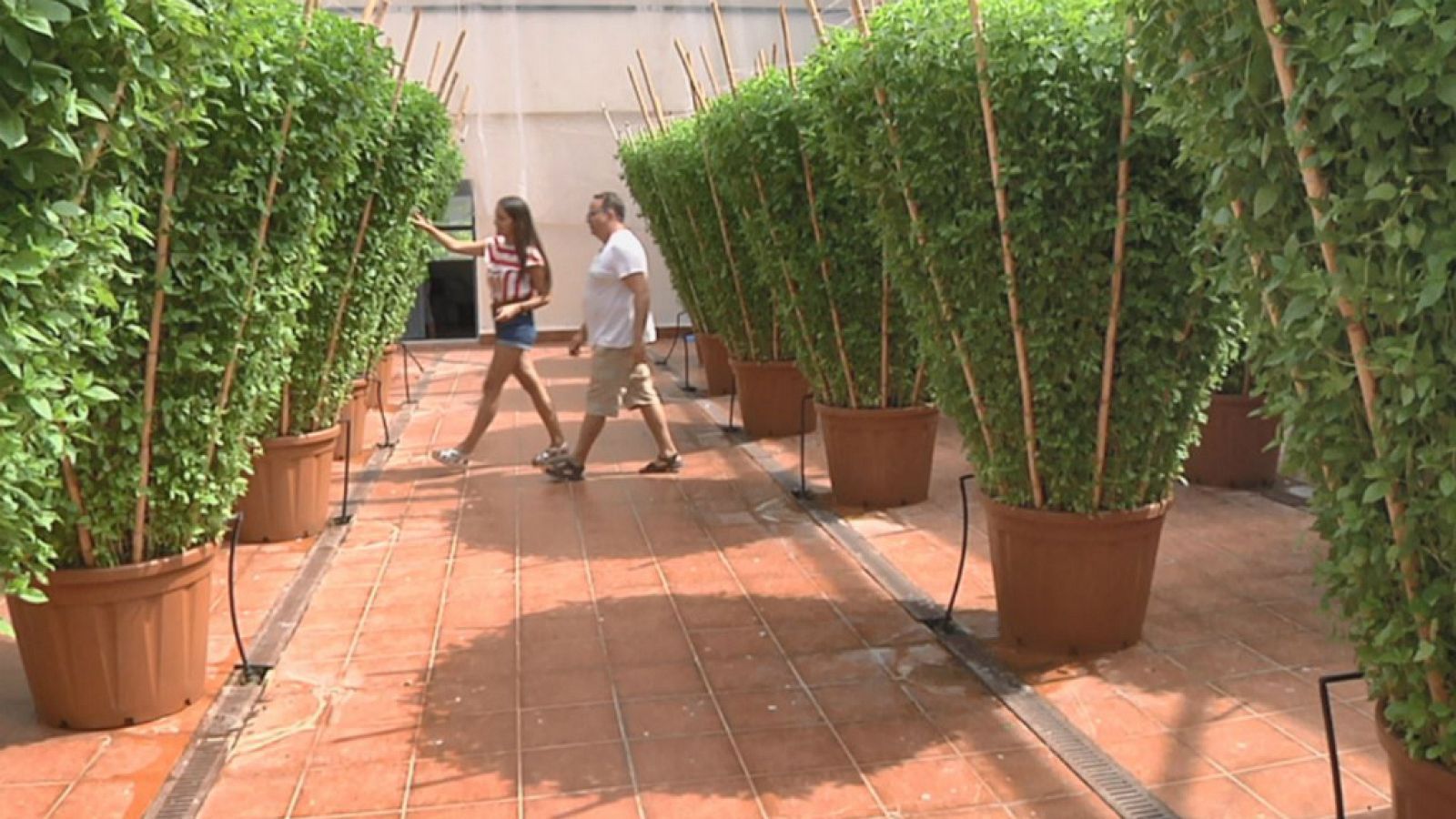 La albahaca gigante de Bétera