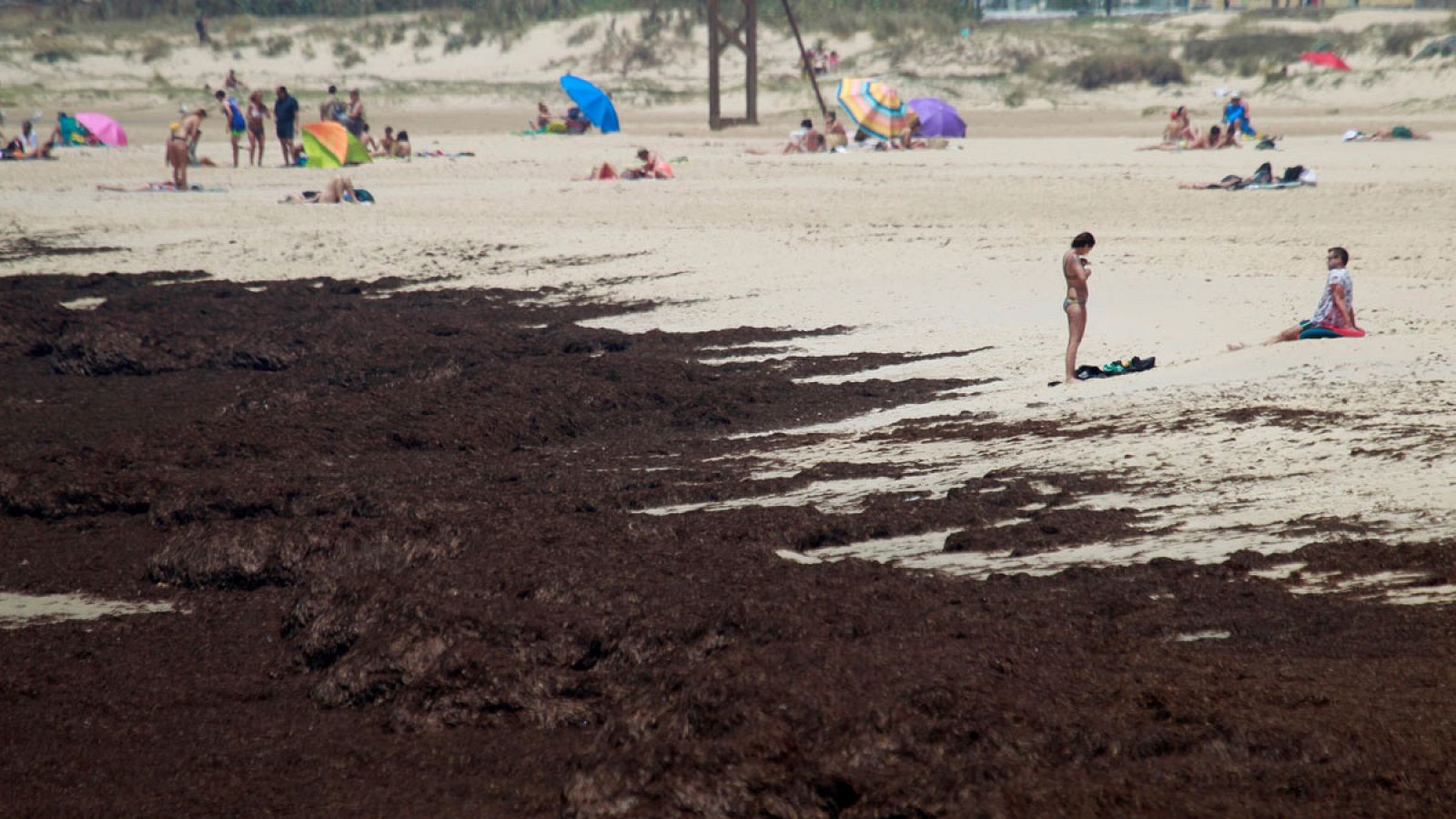 Telediario 1: 'Rugulopterix okamurae', el alga asiática que está invadiendo la costa andaluza | RTVE Play