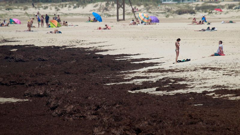 500 euros al día. Es lo que los pescadores de Cádiz dicen que pierde cada barco por el alga asiática que invade la costa andaluza y que también está afectando al turismo. Los biólogos alertan de la rapidez con la que se extiende.