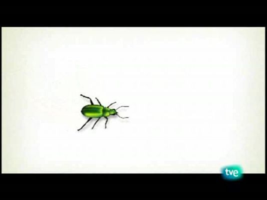 El escarabajo verde - Océanos vacíos