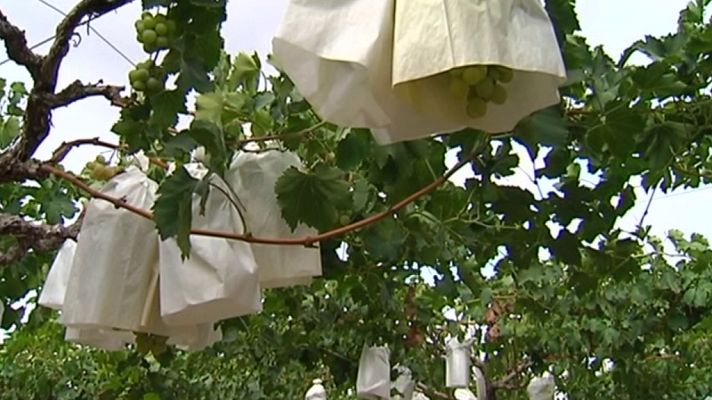 Agrosfera - Agrosfera - 07/09/19