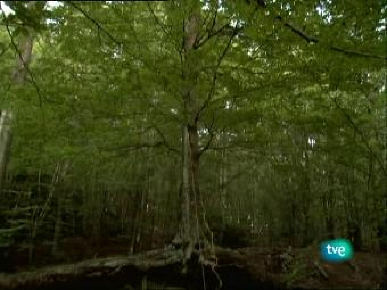 Metrópolis - WeTV - Metrópolis | Ver