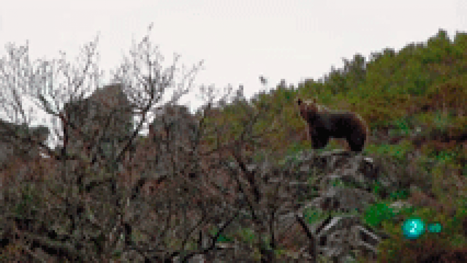 La aventura del saber - El oso pardo