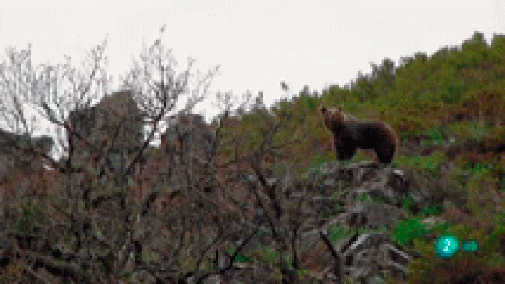 El oso pardo