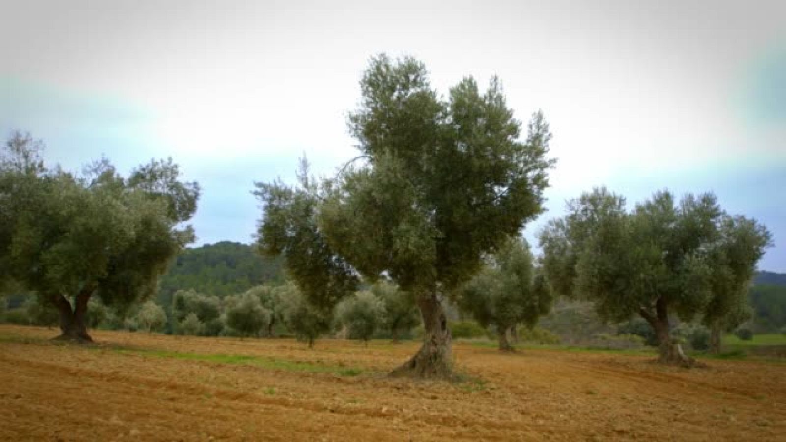 La Paisana visita Calaceite