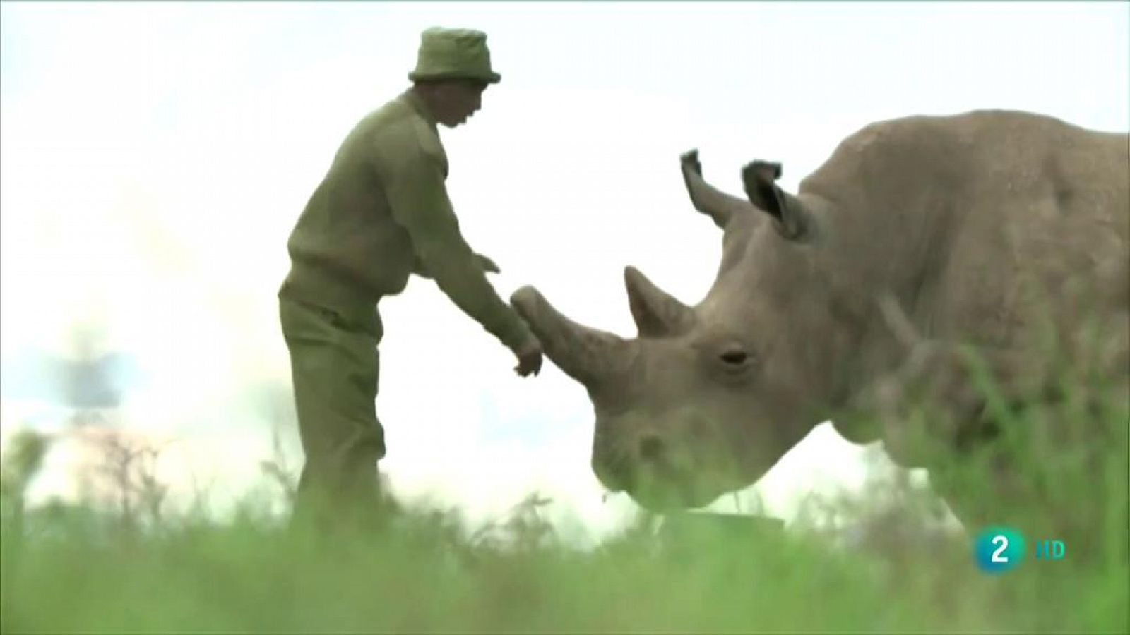 Salvar al rinoceronte blanco