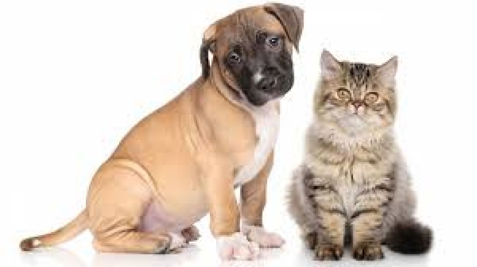 Dos iniciativas para adoptar perros y gatos. La Gatoteca y The Doger Café
