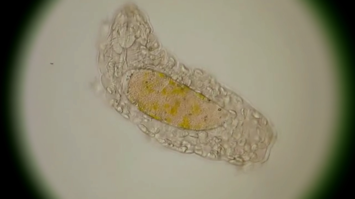 ¡Qué animal! - Superpoderes - El oso de agua