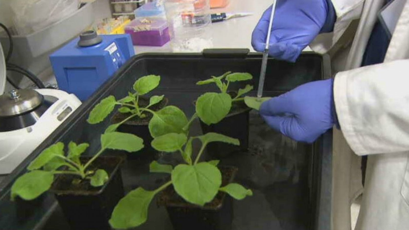 Lab24 - Biotecnología agroforestal y el Pamplonetario