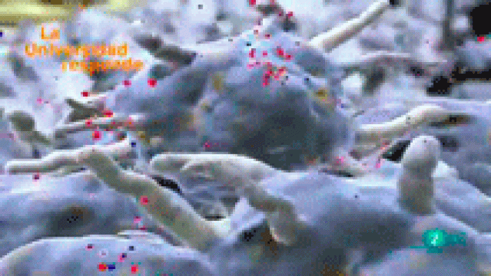 La aventura del Saber - ¿Qué es la proteómica?