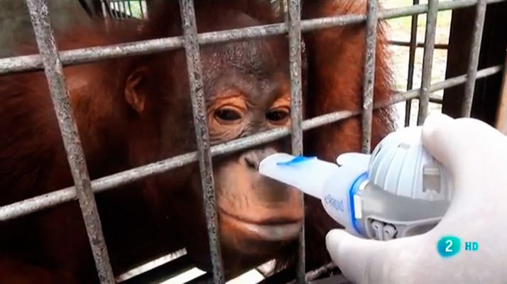 Orangutanes en peligro