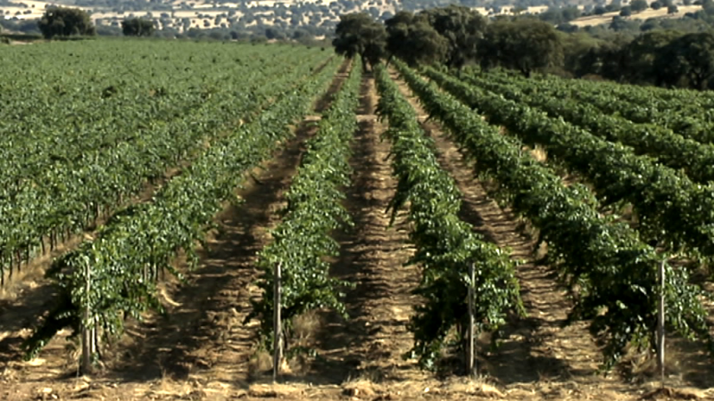 Agrosfera - 21/09/19 - ver ahora 