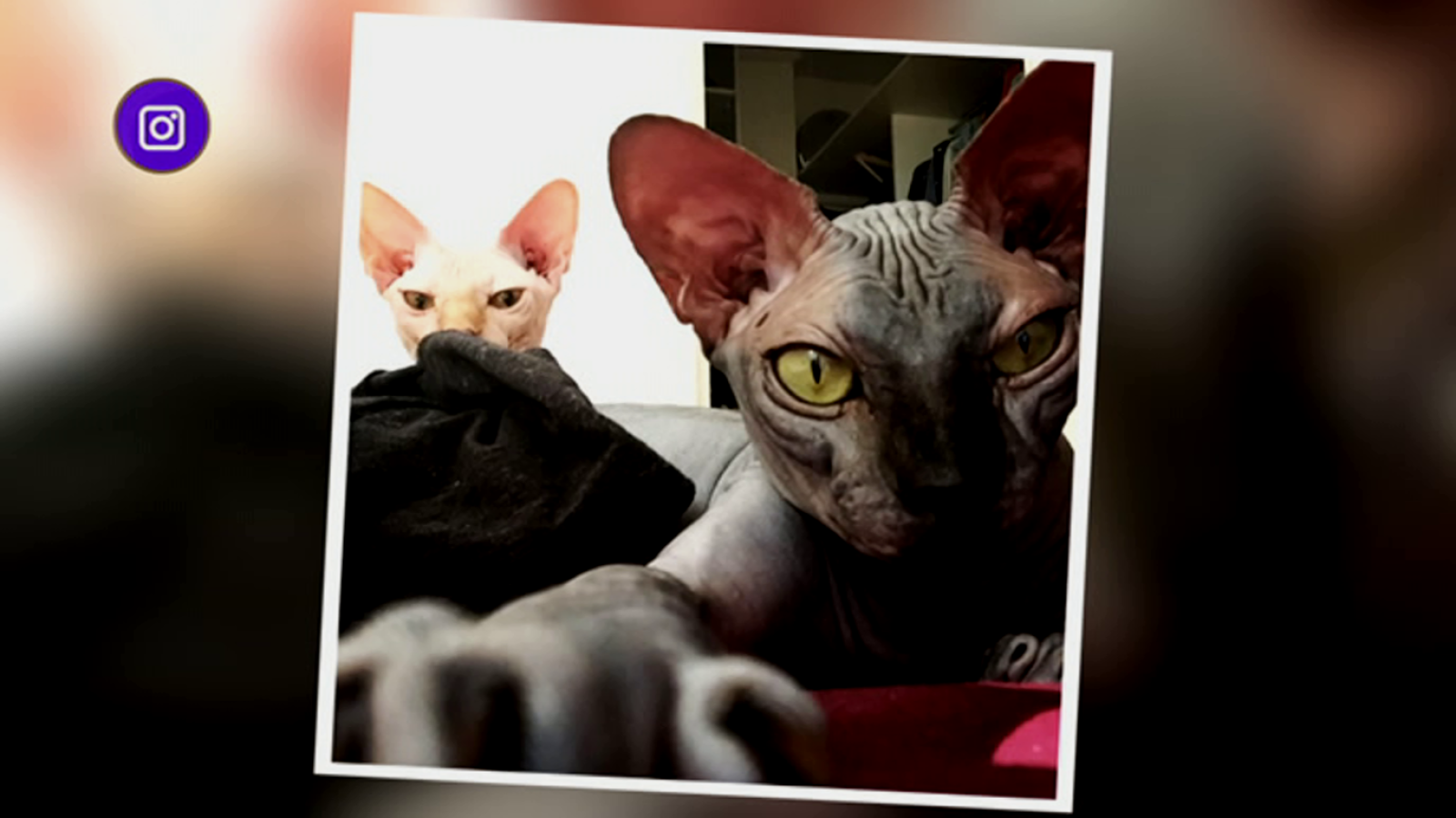 +Cotas - Programa 13 - ver ahora