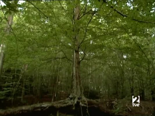 Metrópolis - Piel de flamenco