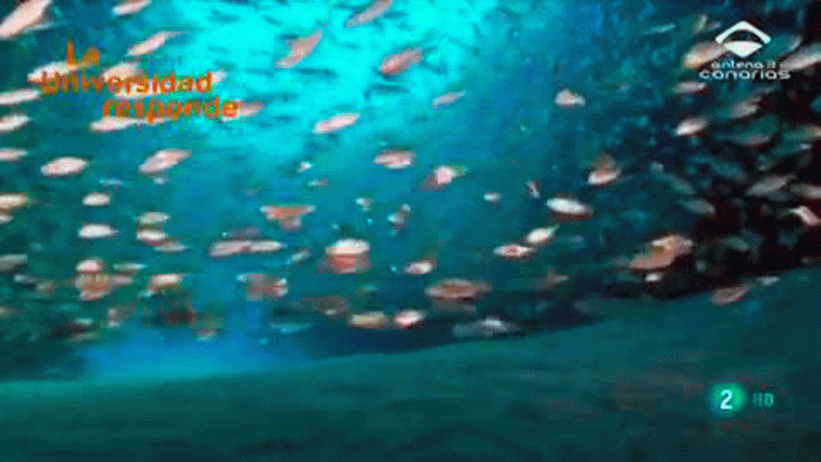 La aventura del saber ¿Qué aporta la biodiversidad marina al nivel socio-económico? Universidad de Las Palmas de Gran Canaria. La Universidad Responde.