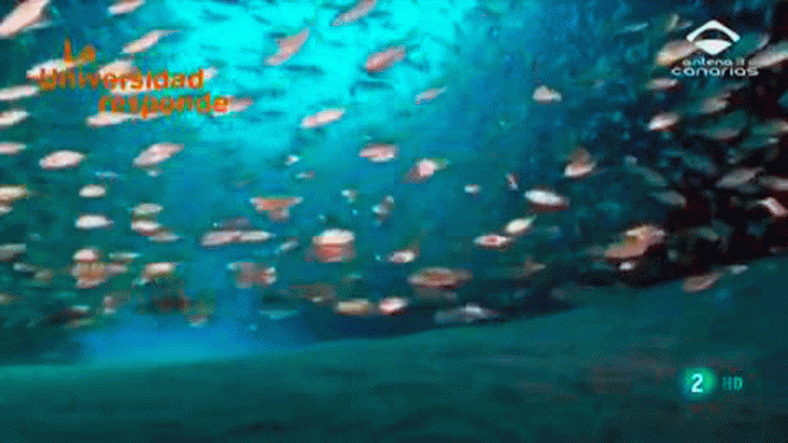 La aventura del Saber - ¿Qué aporta la biodiversidad marina al nivel socioeconómico?