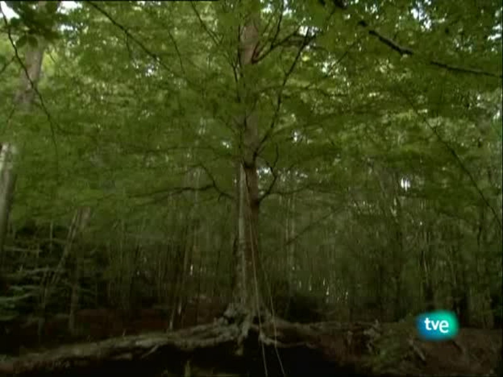 Metrópolis - Outsiders - Primera parte - Metrópolis | Ver