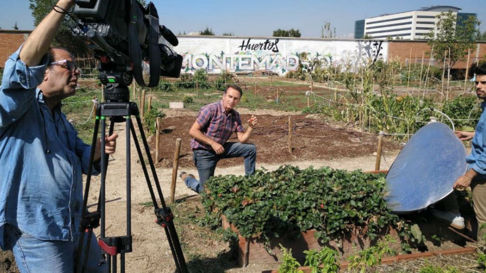 Cultivar fresas en casa