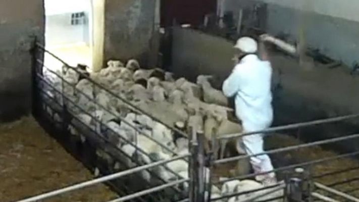 Equalia denuncia malas prácticas en los mataderos