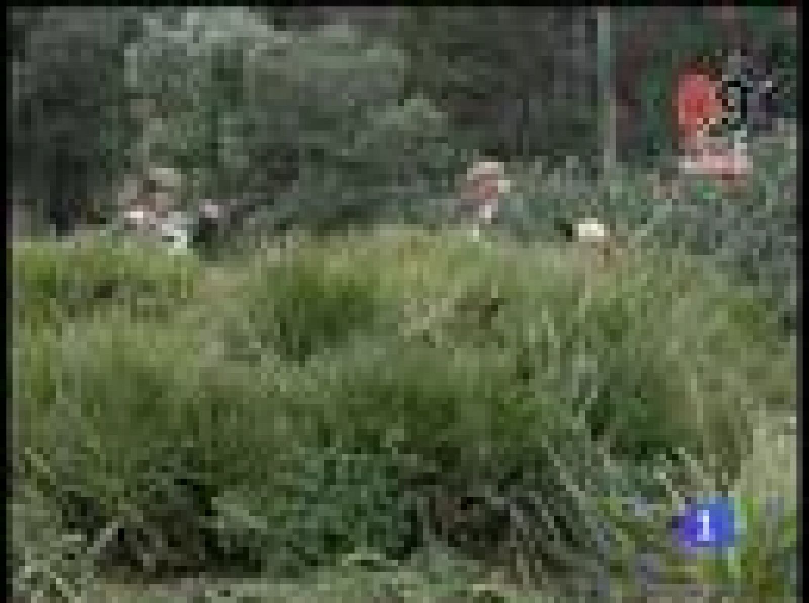 Toros de Cebado Gago corren este segundo encierro de San Fermín, unas reses que tienen fama de originar carreras muy peligrosas.