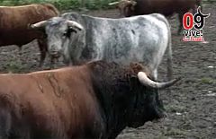 Los peligrosos Cebada Gago