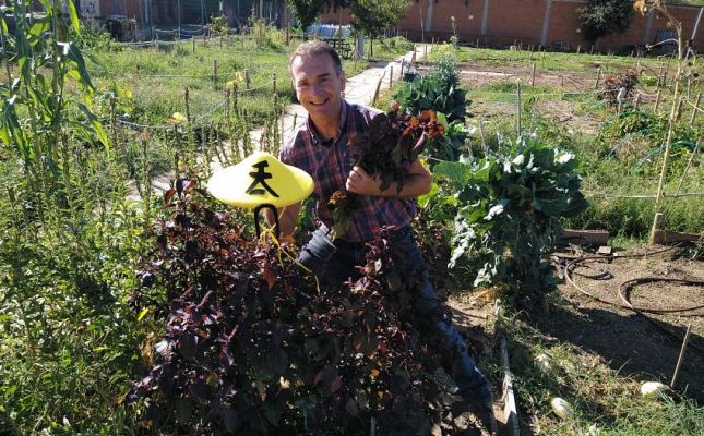 ¿Quieres cultivar sisho?