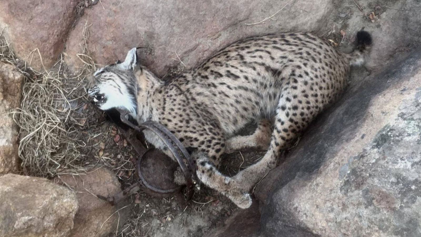 La asociación conservacionista Ecologistas en Acción (EA) ha alertado este jueves de la muerte, por actividades relacionadas con la caza, de cuatro linces ibéricos en fincas y cotos de la zona de los Montes de Toledo en lo que va de 2019, los dos últ