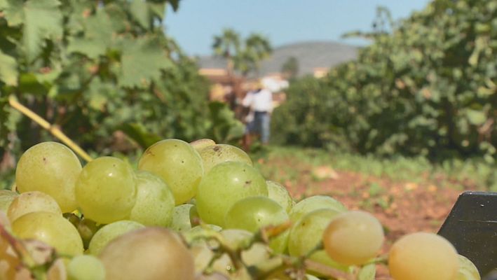 Aquí la Tierra - Vino helado con olor a moscatel