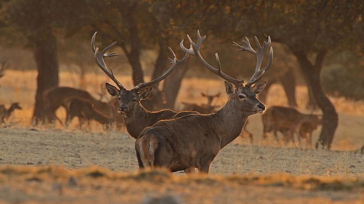 Telediario 1 - La berrea regresa a Cabañeros