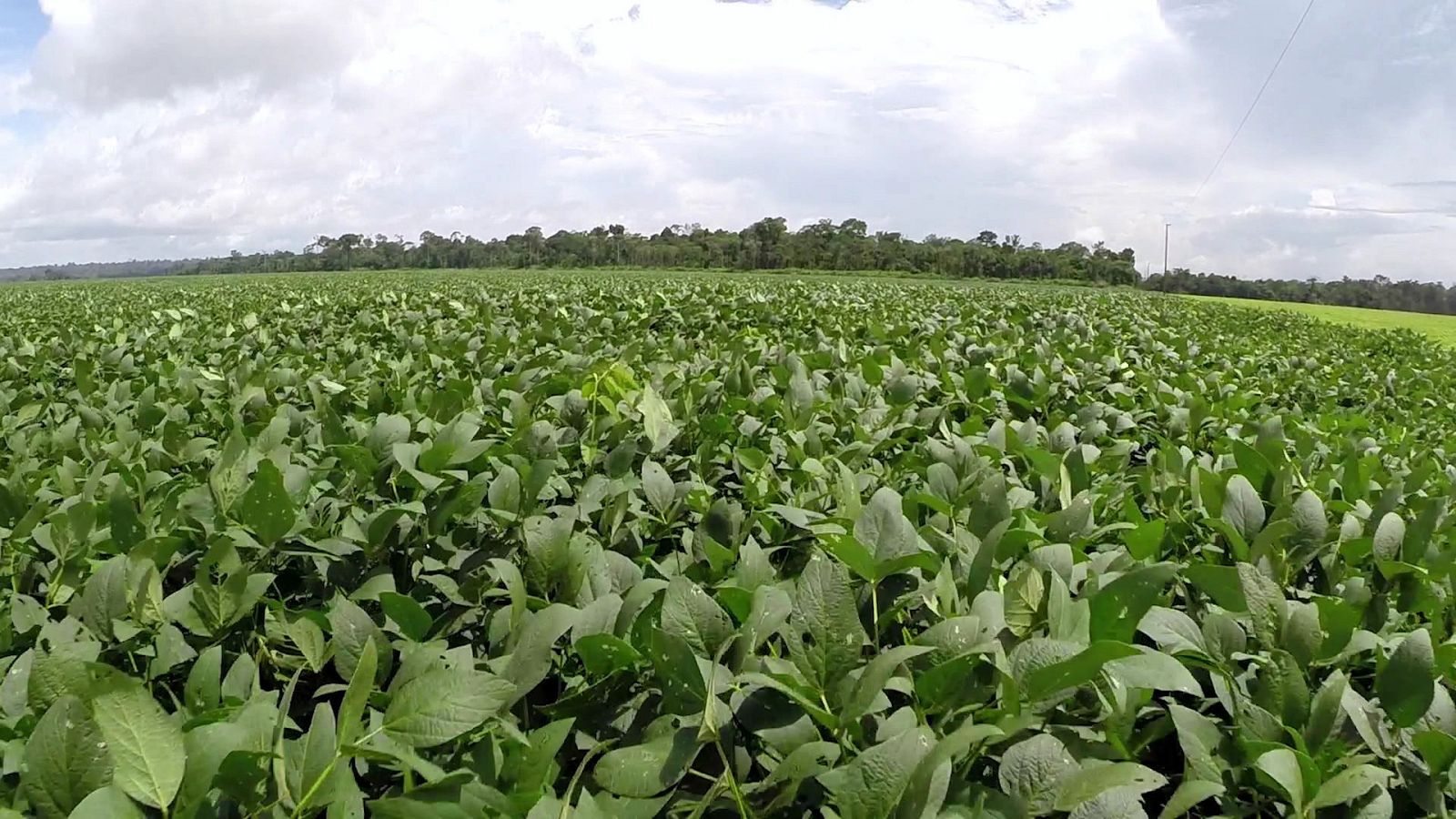 Documentos TV - La fiebre de la soja - ver ahora