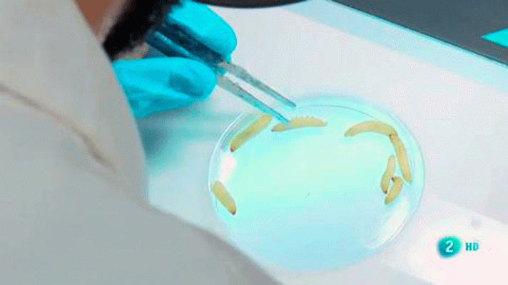 La aventura del Saber - Universo Sostenible 2: Vacunas y pseudociencia