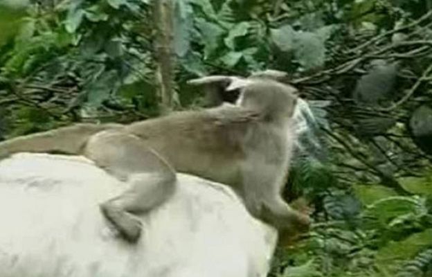 Ciencia y tecnología en Rtve.es - Una mona pastora