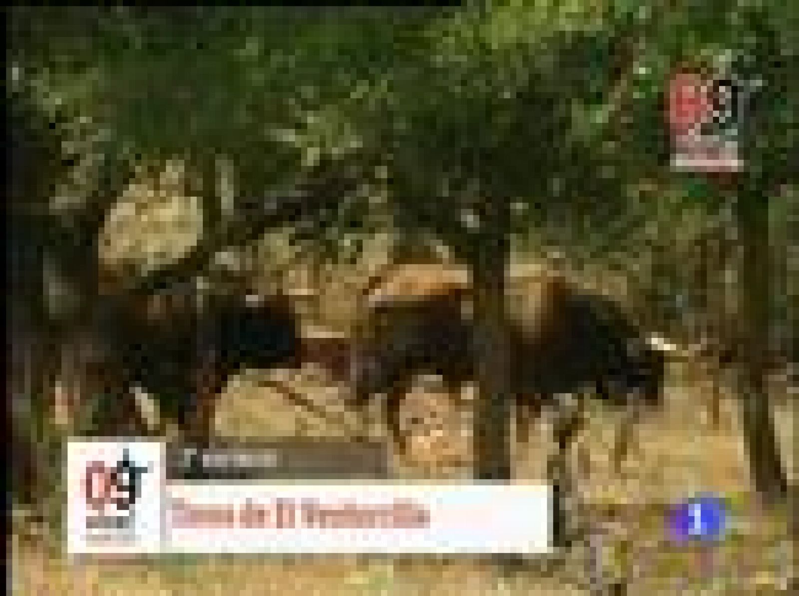 San Fermín 2023: Así son los toros del Ventorrillo | RTVE Play