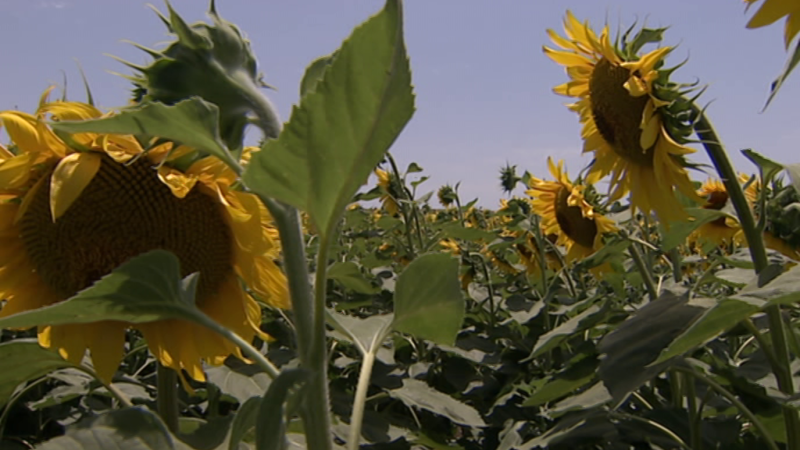 Agrosfera - 12/10/19 - ver ahora