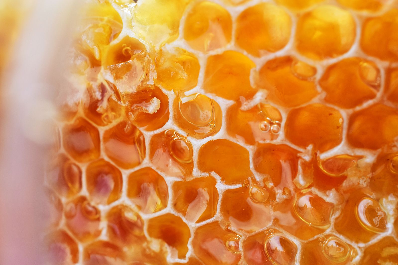Corte de la miel en Ayora
