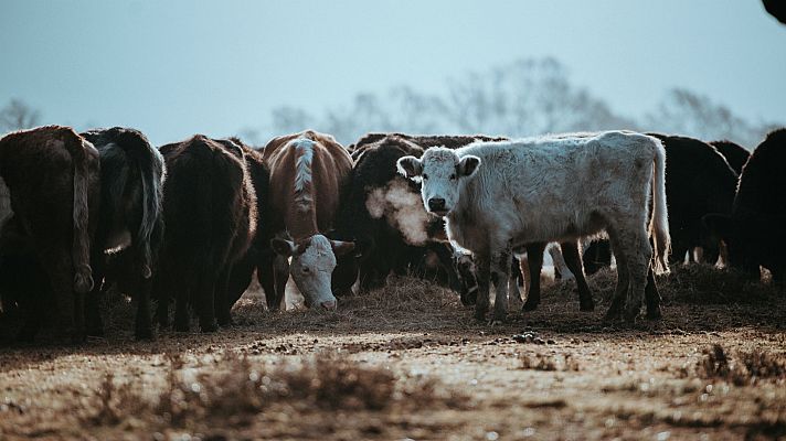 ¿Por qué las vacas contribuyen también al cambio climático?