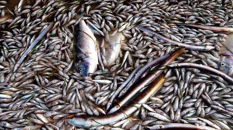 Retiran tres toneladas de peces muertos en las playas del Mar Menor
