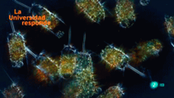 La aventura del Saber - ¿Qué es el fitoplancton?