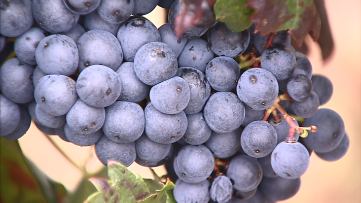 Informativo Telerioja - Informativo Telerioja 2 - 17/10/19