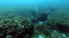 El escarabajo verde - Querida Posidonia