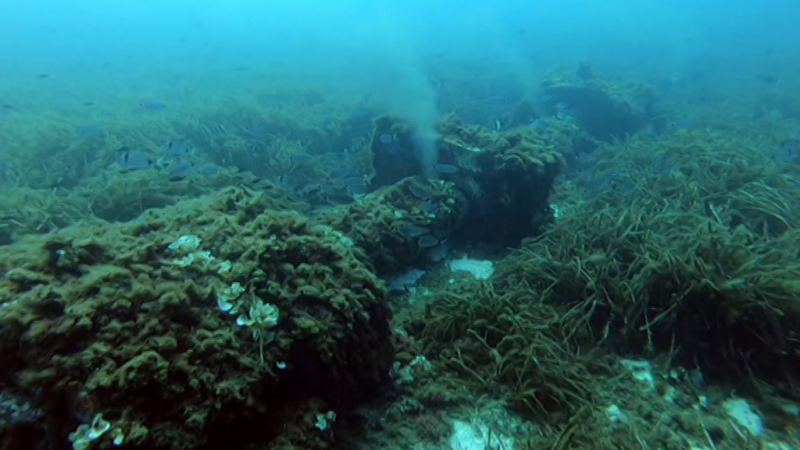 El escarabajo verde - Querida Posidonia - ver ahora