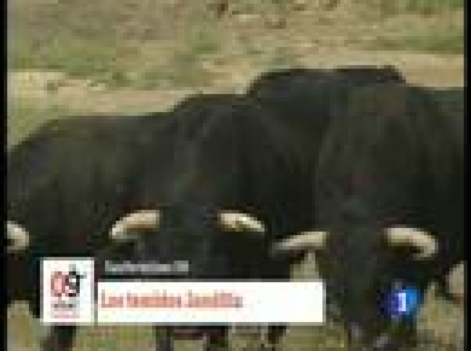 Así son los toros de Jandilla