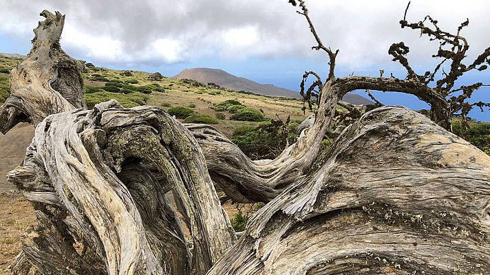 ¡Qué animal! - Cavernícolas