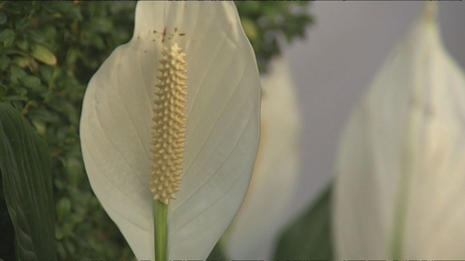 Festival Internacional de arte Floral de Córdoba - España Directo | Ver