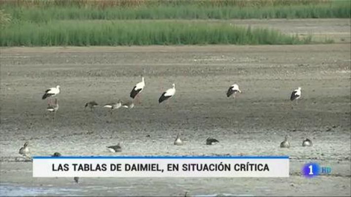 Telediario 1 - Las Tablas de Daimiel, en situación crítica