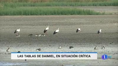 Mientras la zona del Mediterrneo est en alerta por lluvias, el Parque Nacional de las Tablas de Daimiel se encuentra en una situacin crtica, con solo el 5%de su superficie encharcada. La sequa, la explotacin agrcola y los pozos ilegales han p