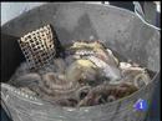  - Empieza la temporada del pulpo